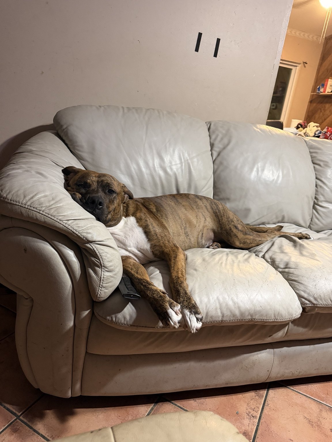 A brindle dog resting on a couch