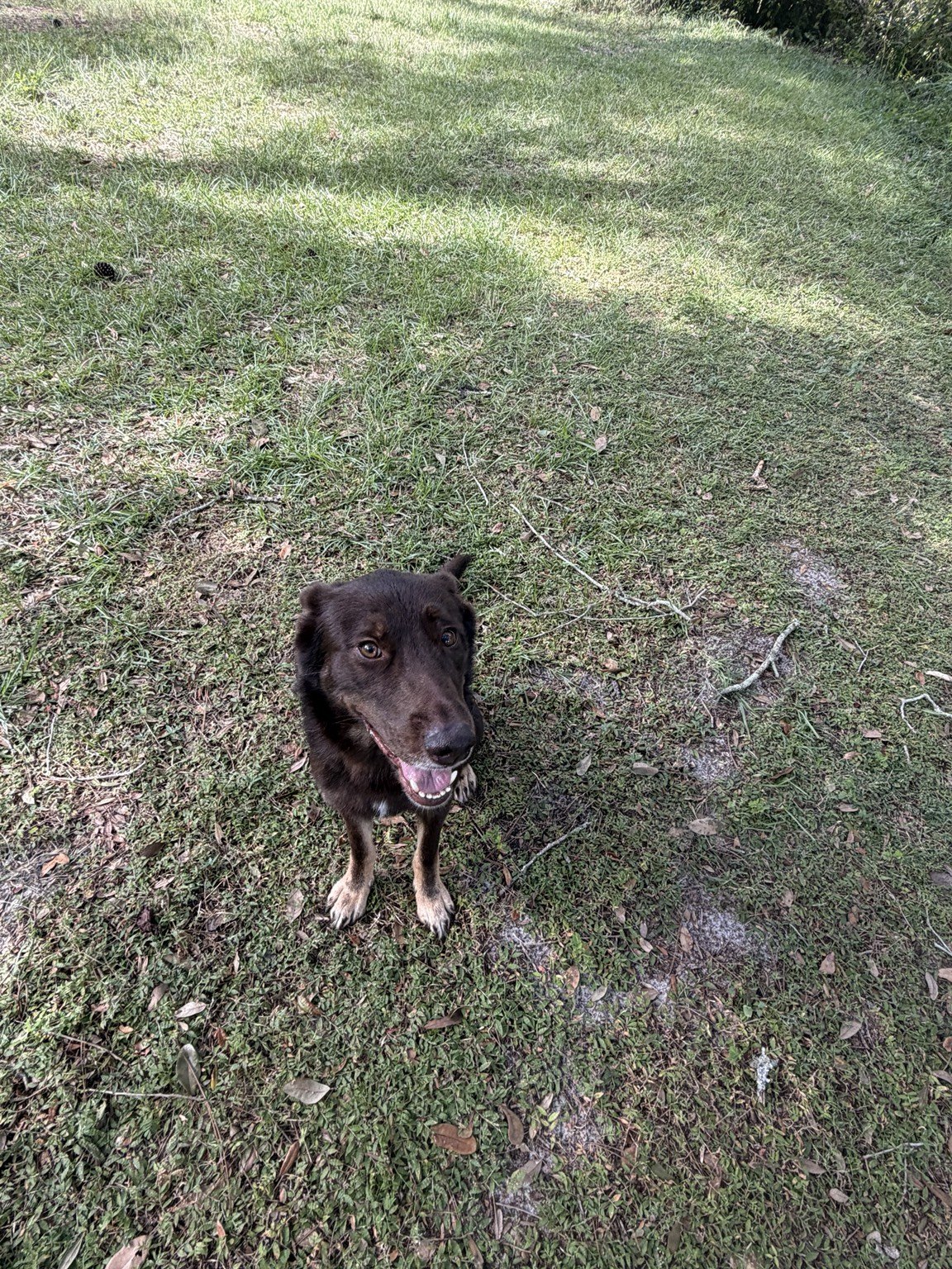 A happy dog sitting in the yard