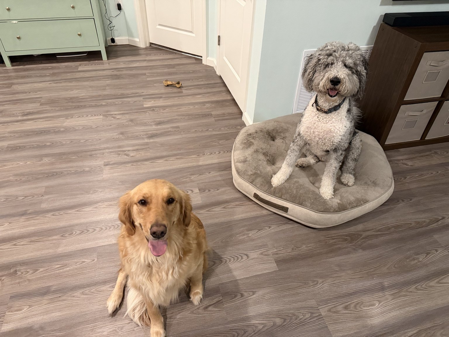 Two dogs relaxing together indoors