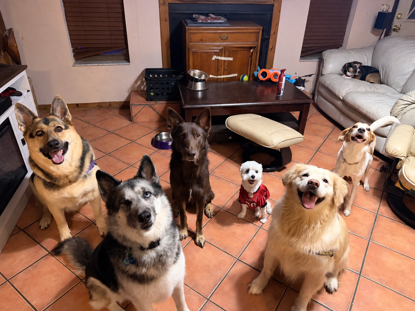 A group of dogs gathered together indoors