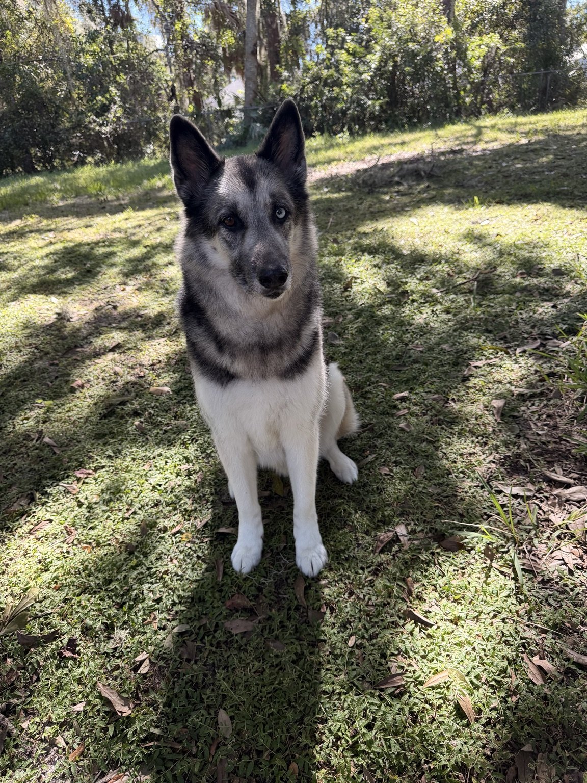 A husky sitting outdoors in the yard