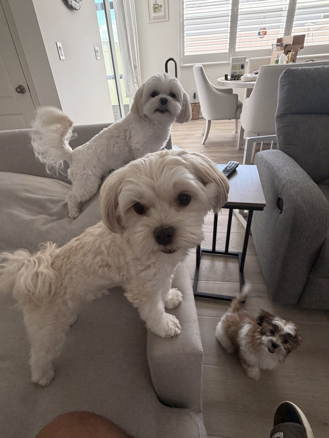 Three small dogs together at home